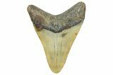 Fossil Megalodon Tooth - North Carolina #362959-1